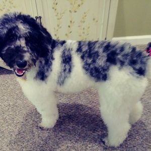 Meet your Posher, Denise